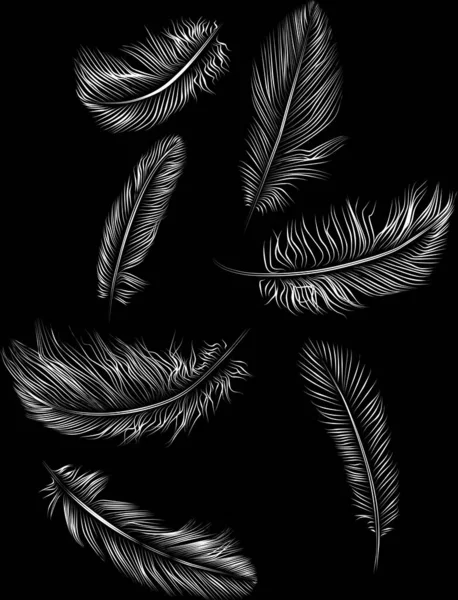 Feathers Bird Feather Black Background — Stock Photo, Image