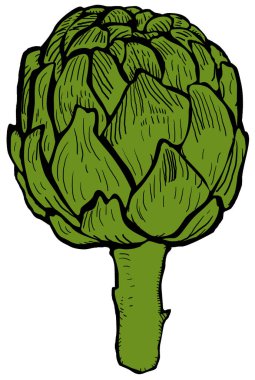 Beyaz arkaplanda yeşil enginar tasviri