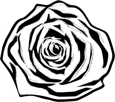 bir gülün siyah beyaz çizimi