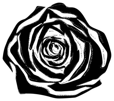 bir gülün siyah beyaz çizimi
