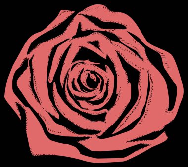 bir gülün siyah ve pembe çizimi