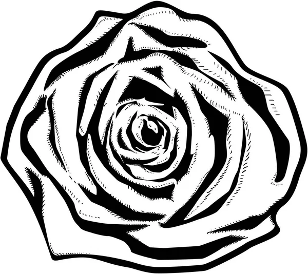 Black and white rose Stock Photos, Royalty Free Black and white rose