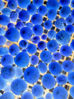 mavi böğürtlenli renkli resim