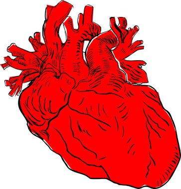 İnsan kalbi, detaylı illüstrasyon