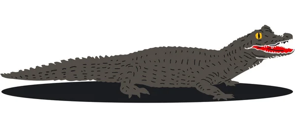 Krokodil Illustratie Witte Achtergrond — Stockfoto