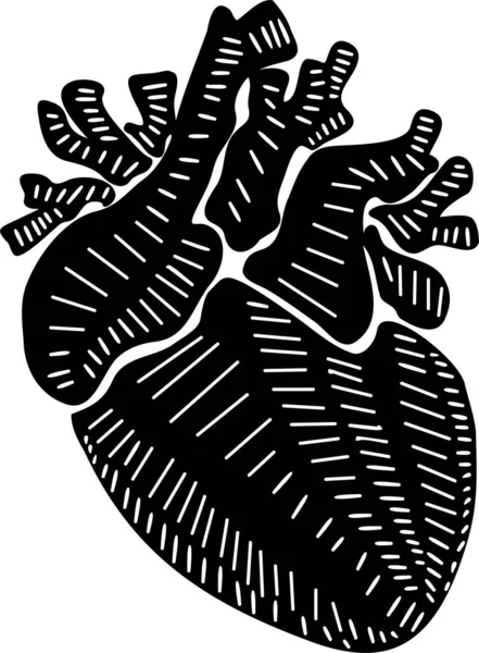 Людське Серце Детальна Ілюстрація — стокове фото