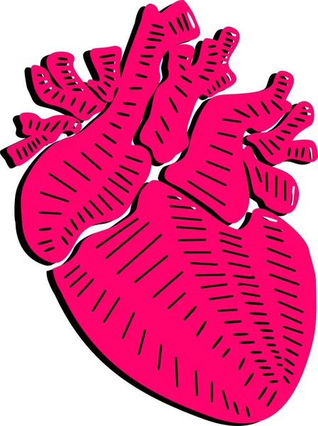 Människans Hjärta Detaljerad Illustration — Stockfoto