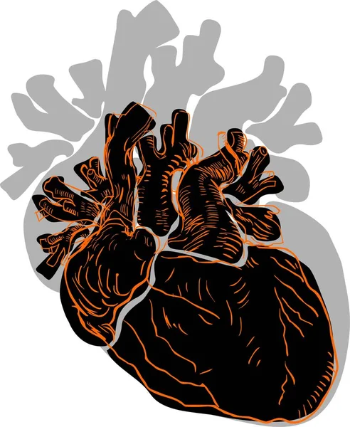 Ludzkie Serce Szczegółowa Ilustracja — Zdjęcie stockowe