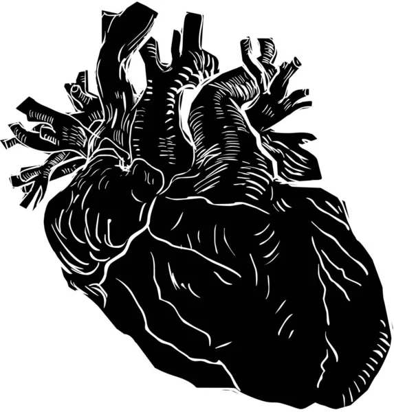 Human Heart Detailed Illustration — Stock Photo, Image