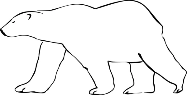 Orso polare bianco — Foto Stock