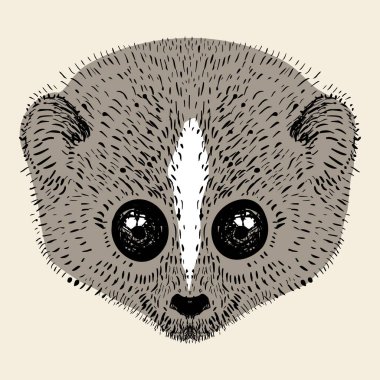 Loris maymun başı illüstrasyonu