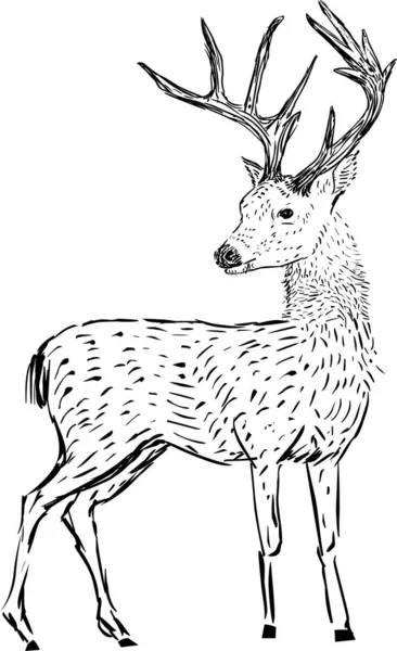 Ilustração Bonito Cervo Fundo Branco — Fotografia de Stock