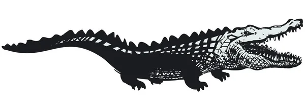 Grappige Cartoon Krokodil Witte Achtergrond — Stockfoto