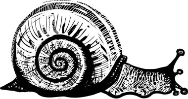 Beyaz arkaplanda salyangoz illüstrasyonu