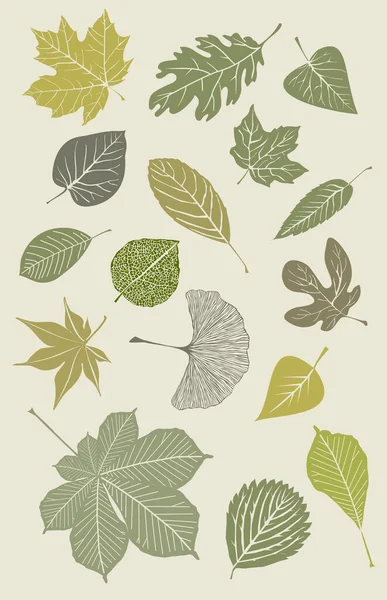 Set Aus Verschiedenen Grünen Blättern — Stockfoto
