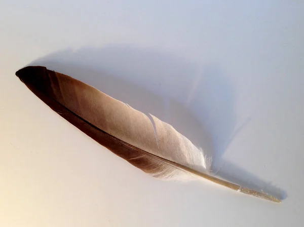 Pluma Blanca Negra Sobre Fondo Gris — Foto de Stock