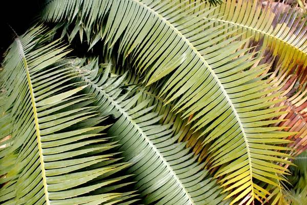 Абстрактные Пальмовые Листья — стоковое фото