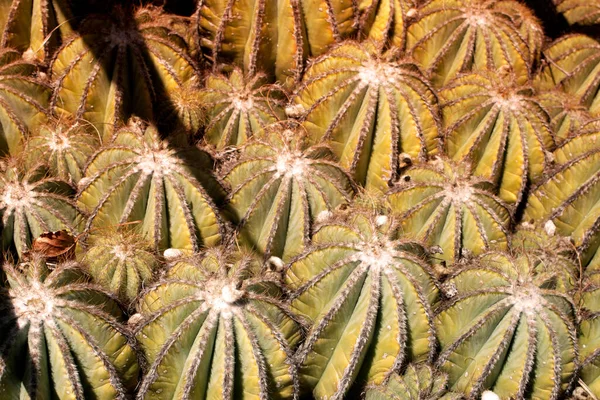 Contexte Naturel Gros Plan Sur Texture Des Cactus — Photo