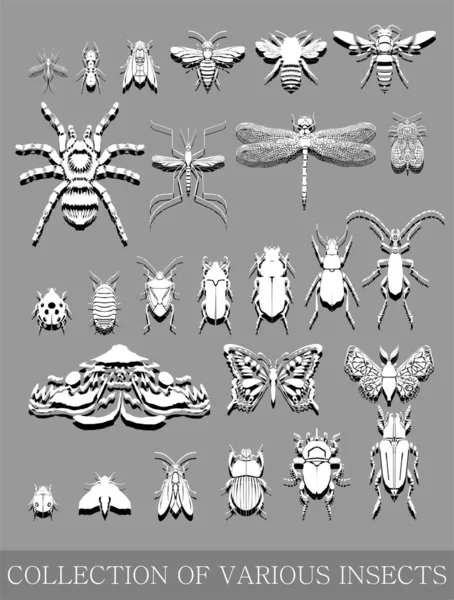 昆虫的一组灰色图标 设计元素 — 图库照片