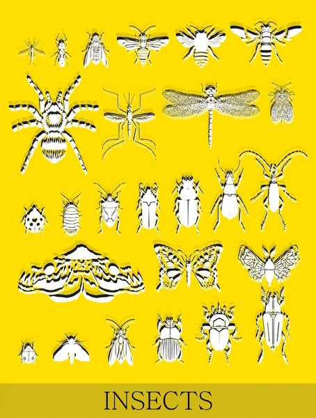 各种小昆虫的集合 顶部视图 — 图库照片