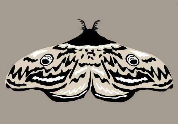Moth Insecto Ilustración Simple —  Fotos de Stock