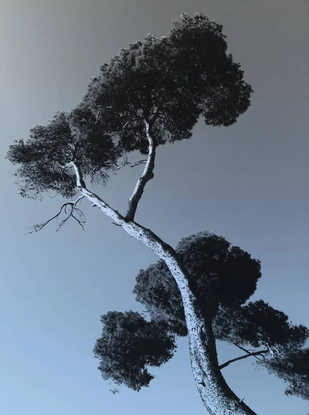 Silueta Árbol Contra Cielo —  Fotos de Stock