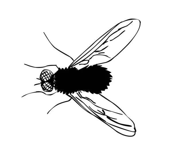 手绘的苍蝇草图 — 图库照片