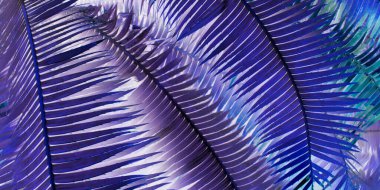Palmiye yapraklı soyut arkaplan