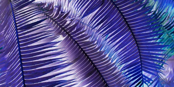 Palmiye yapraklı soyut arkaplan