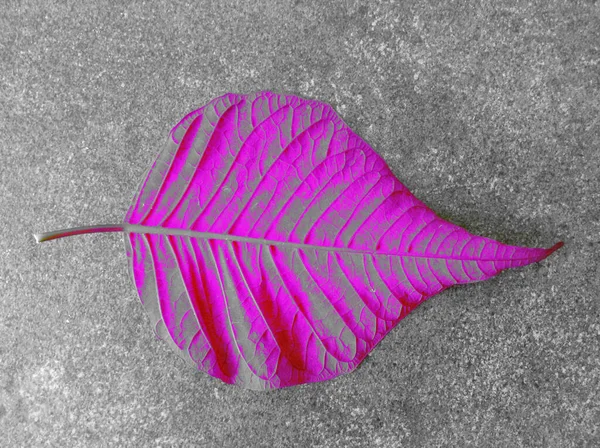 Hoja Árbol Sobre Fondo Gris —  Fotos de Stock