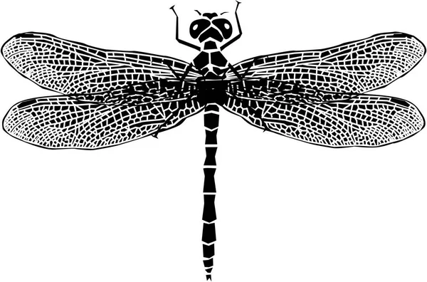 Illustration Der Libelle Draufsicht — Stockfoto