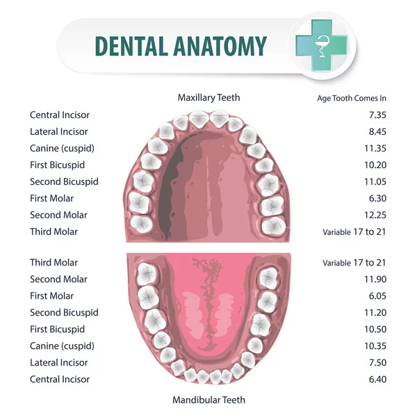 치과 해부학 2 — 스톡 벡터