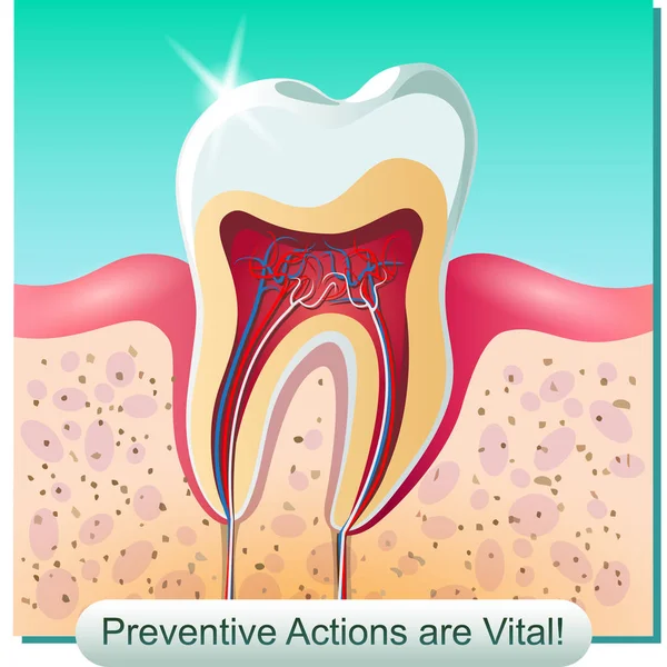 A anatomia dentária — Vetor de Stock