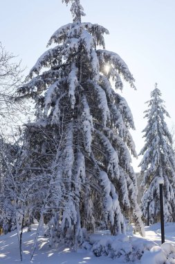 Kar altında iki çam ağaçları