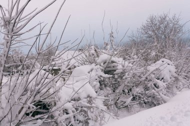 Ağaçlı kış manzarası