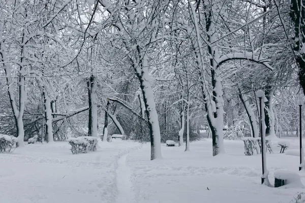 Зимний пейзаж с деревьями 2 — стоковое фото
