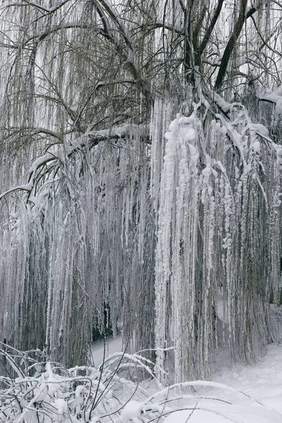 Trees7 のある冬景色 — ストック写真