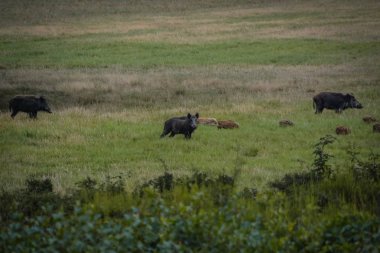 yaban domuzu vahşi genç domuzu ile.