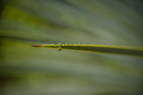 Pianta Con Piccole Gocce Acqua — Foto Stock