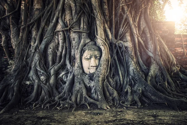 Buddha head in Ayutthaya — Stock Photo, Image