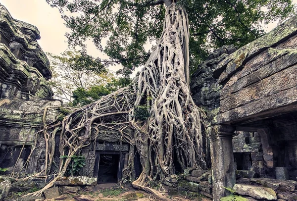 Chrám Prohm Angkoru Kambodži — Stock fotografie