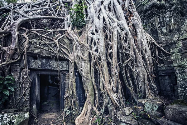 Chrám Prohm Angkoru Kambodži — Stock fotografie