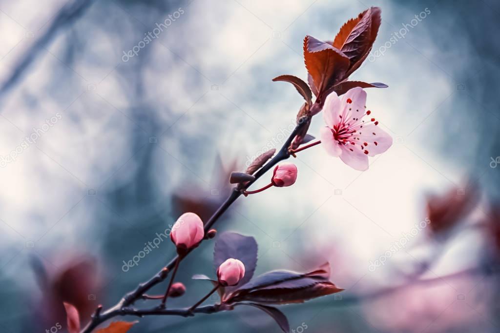 Close-up on the cherry blossoms 