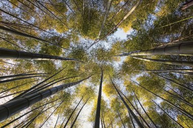 Arashiyama, Kyoto bambu Grove