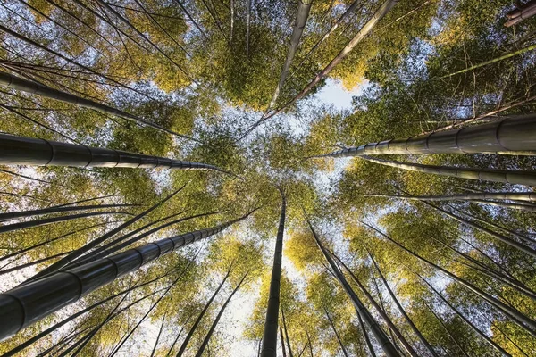 Bambusz Grove Ban Arashiyama Kyoto — Stock Fotó