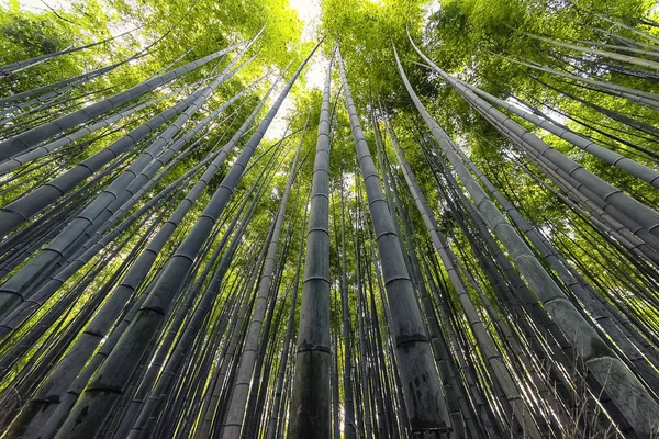 Μπαμπού Grove Στο Arashiyama Κιότο — Φωτογραφία Αρχείου