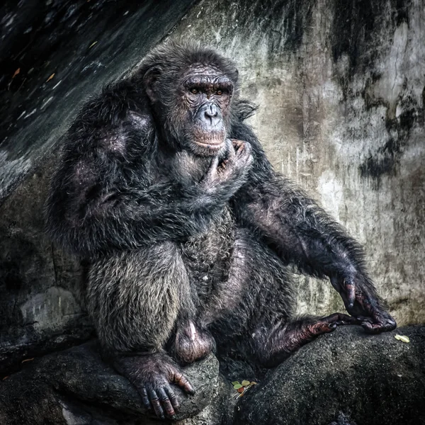 Scimpanzé Seduto Sulla Roccia — Foto Stock