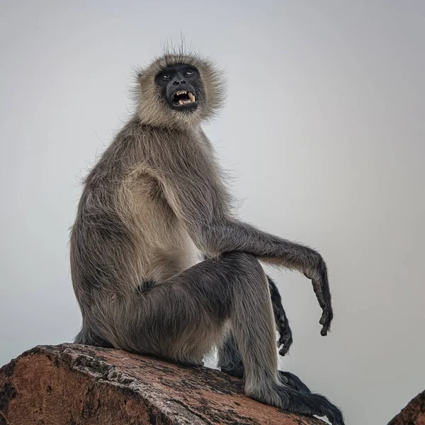 Scimmia Macaco Selvatico Rajasthan India — Foto Stock