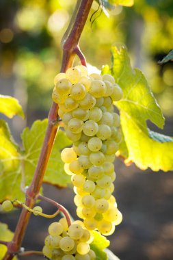 Üzüm üzümlü üzüm bağında yeşil yapraklı