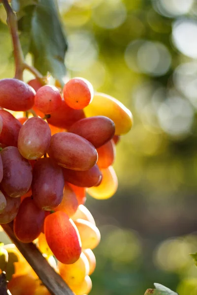 Uva Vid Uva Con Hojas Verdes Viñedo — Foto de Stock